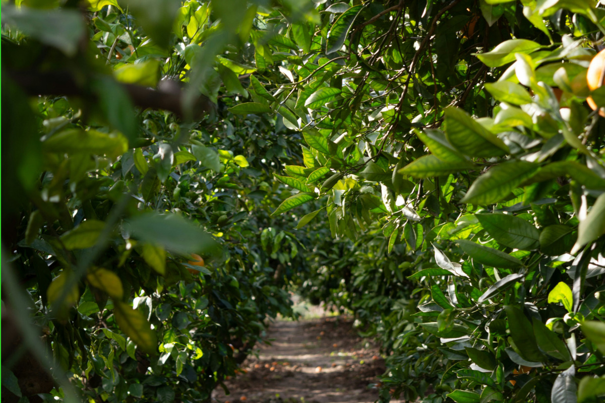Hileras de naranjos en la finca de Agrizama