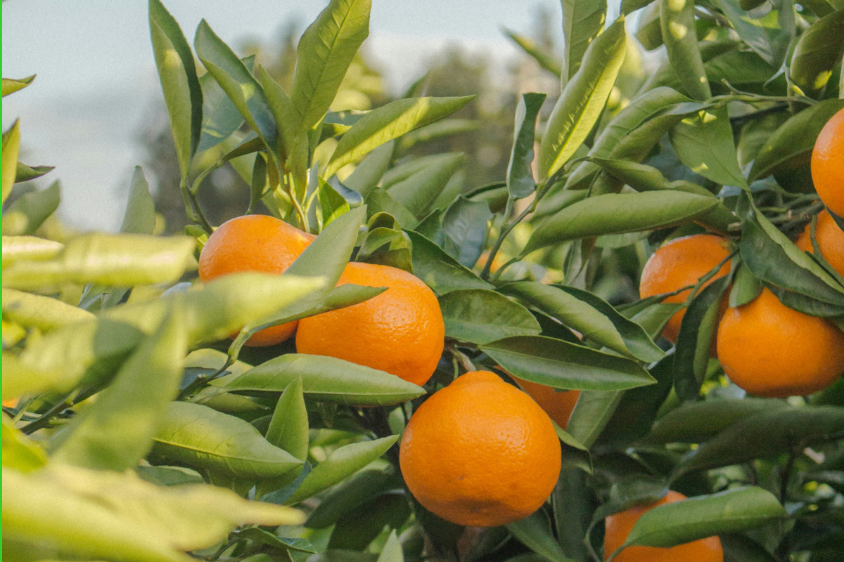 Naranjas maduras en el árbol en una finca de Cantillana